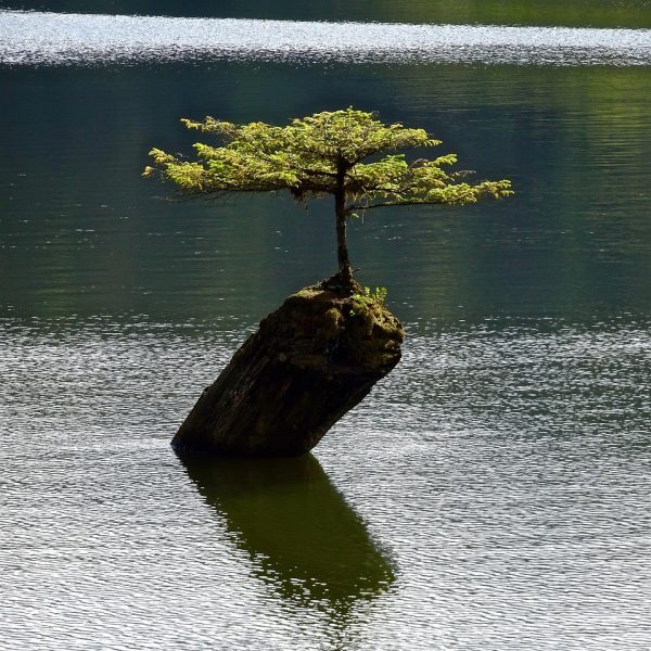 tree, isolated, bonsai, botany, plant, small, nature, miniature, dwarf